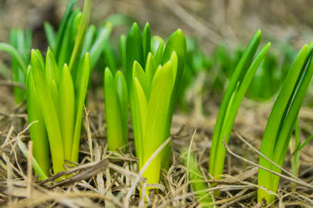 First spring flowers. Sprouting Narcissus (Latin: Narcissuses) in the garden, close-up. Soft selective focus.の写真素材