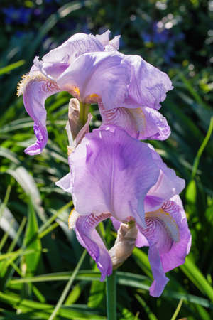 Flower Iris aka Cockerel, aka Irideae in garden. Pink Iris flower closeup.