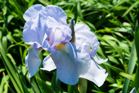 Flower Iris aka Cockerel, aka Irideae in garden. Light cyan Iris flower closeup.