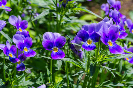 Garden flowers-Violets (Viola tricolor) or horned violet. Also have the name pansies. Soft selective focus.の写真素材