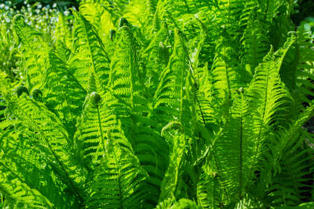 Bright green fern (Latin: Matteuccia struthiopteris) leaves. Fern glade in the forest. Leafs fern close up.の写真素材
