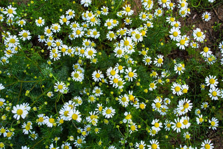 Flowers Pharmacy Chamomile (Latin: Matricaria chamomilla) close up. Glades of healing flowers....