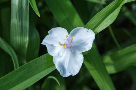 Beautiful white flowers tradescantia (Latin: Tradescantia occidentalis) in garden, closeup. Plant Tradescantia absorb dust and purify air. Soft focus.の写真素材