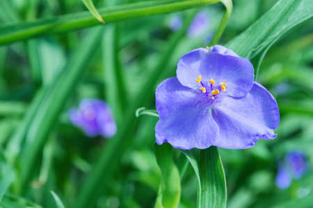Beautiful light cyan flowers tradescantia (Latin: Tradescantia occidentalis) in garden, closeup. Plant Tradescantia absorb dust and purify air. Soft focus.の写真素材