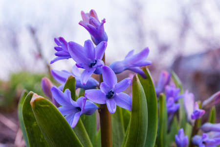 Spring flower bed close up. Purple flowers Hyacinth (Latin: Hyacinthus). Selective focus. Soft blurry background.の写真素材