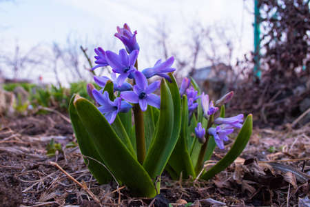 Spring flower bed. Purple flowers Hyacinth (Latin: Hyacinthus), close up. Selective focus. Blurry background.の写真素材