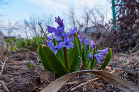 Spring flower bed close up. Purple flowers Hyacinth (Latin: Hyacinthus). Soft selective focus. Blurry background.の写真素材