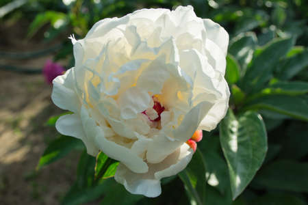 White peony (Latin: Paeonia lactiflora) on a background of green leaves, close-up. Low depth of field.の写真素材