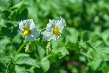 Potato flowers on a background of green leaves close-up. Blooming fields potato. Soft selective focus.の写真素材