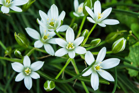 Spring garden flowers. Star of Bethlehem or Grass Lily or nap-at-noon (Latin: Ornithogalum...