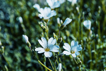 Floral garden. Flowers Alpine chickweed (Latin: Cerastium alpinum) close up. Soft blurry background, selective focus.の写真素材