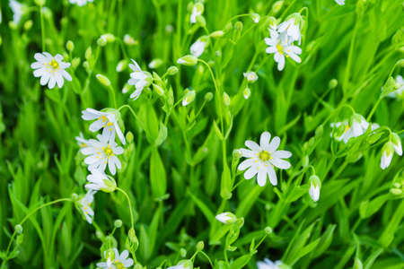 Floral garden. White flowers on a background of bright green leaves. Alpine mouse-ear or alpine chickweed (Latin: Cerastium alpinum), is a mat-forming perennial plant, used in landscape design.の写真素材