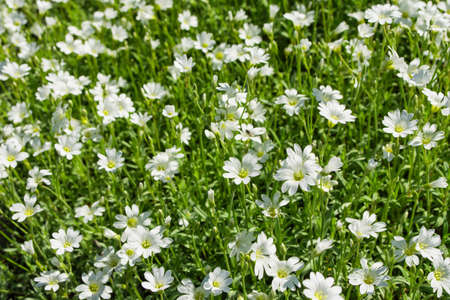 Floral garden. Natural background of flowers. Alpine mouse-ear or alpine chickweed (Latin: Cerastium alpinum), is a mat-forming perennial plant, used in landscape design.の写真素材