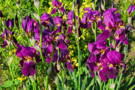 Flower bed in the garden. Dark lilac Irises aka Cockerel, aka Irideae flowers closeup.の写真素材