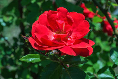 Flower red Rose on background green leaves, close up. Soft selective focus, blurry background.の写真素材