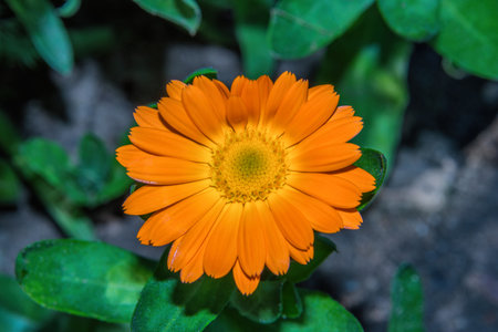 Summer floral garden. Bright-orange flower Marigold or pot marigold or Ruddles (Latin: Calendula officinalis) close up.の写真素材