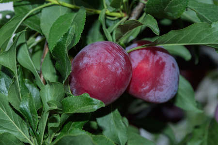 Fruit garden. Ripe plums (Latin: Prunus domestica) on a tree in summer close-up.の写真素材