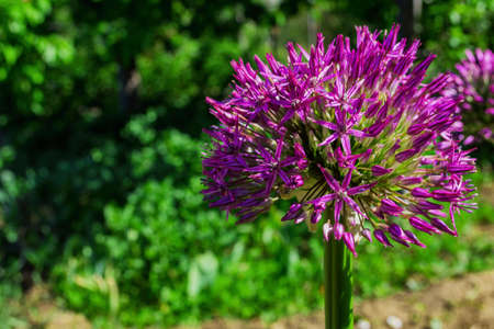 Purple flowers Ornamental Onion (Latin: Allium Gladiator) close up. Violet flowers on background...