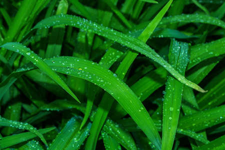 Natural green background. Floral garden. Summer droplets close-up on the green leaves of a daylily...
