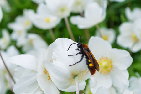 Giant wasp (Latin: Scolia hirta) sitting on a white flower Anemone forest (Latin: Anemone...