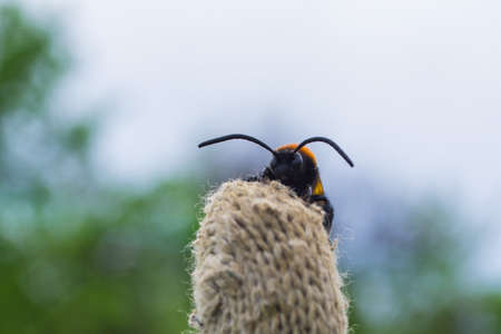 Giant wasp (Latin: Scolia hirta) it sits on the gardener's glove. Selective focus, soft blurry background.の写真素材