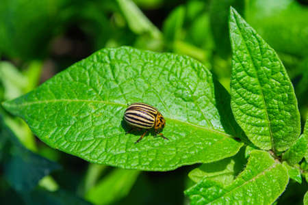 Pests of agricultural plants. Colorado potato beetle (Latin: Leptinotarsa decemlineata) on potato leaves in the morning dew.の写真素材