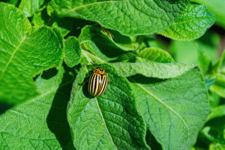 Pests of agricultural plants. Colorado potato beetle or potato leaf beetle (Latin: Leptinotarsa decemlineata) sitting on bushes in a potato field, close up.の写真素材