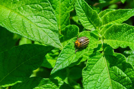 Pests of agricultural plants. Colorado potato beetle or potato leaf beetle (Latin: Leptinotarsa decemlineata) sitting on bushes in a potato field. Soft selective focus.の写真素材