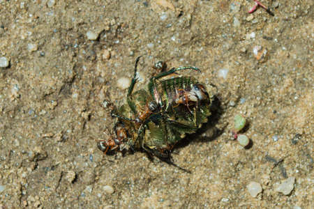 Golden chafer (Latin: Cetonia aurata) eaten by ants (Latin: Formicidae). Insect pest-beetles and predators. Insects closeup.の写真素材
