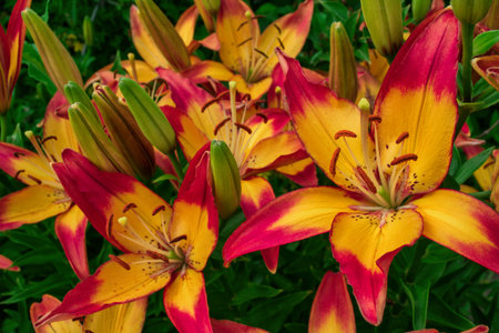 Yellow-pink Daylilies (Latin: Hemerocallis) close up. Floral bed. Soft focus.の写真素材