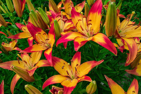 Pink-yellow Daylilies (Latin: Hemerocallis) close up. Flowers bed. Soft focus.の写真素材