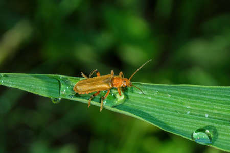 The common soldier beetle (Latin: Cantharis rufa), is a species of soldier beetle (Cantharidae) on a green leaves daylilies background, closeup. Soft selective focus.の写真素材