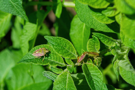 Stinkberry bugs (Latin: Dolycoris baccarum) on a green leaves of the Potato (Latin: Solanum...