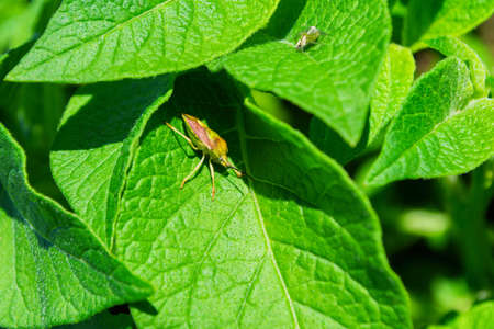 Stinkberry bug (Latin: Dolycoris baccarum) on a green leaf of the Potato (Latin: Solanum tuberosum), closeup. Soft selective focus.の写真素材
