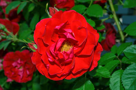 Floral garden. Red Rose close up. Selective focus, soft blurry background.の写真素材
