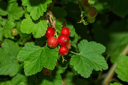 Red currant berries (Latin: Ribes rubrum) on green leaves background. Red berries close up. Natural fresh products.の写真素材