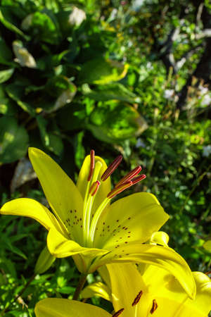 Yellow flower Lily (Latin: Lilium) bloom in the garden. Flower closeup. Soft selective focus. Vertical photo.の写真素材