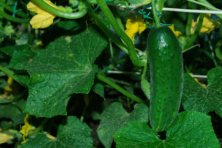 Cucumbers (Latin: Cucumis sativus) in vegetable garden close up. Cucumber - an annual herbaceous plant of the Cucurbitaceae family.の写真素材
