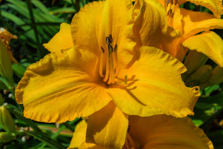 Orange flower daylily (Latin: Hemerocallis) grown in garden, closeup. Soft selective focus.の写真素材