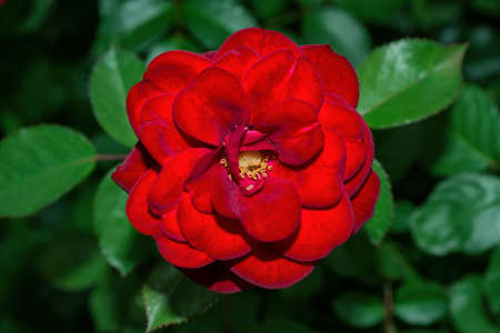 Floral garden. Red Rose on green leaves background, close up. Soft selective focus.の写真素材