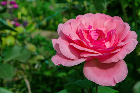 Floral garden. Light-pink Rose on green leaves background, close up. Free space. Selective focus, soft blurry background.の写真素材