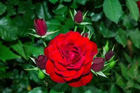 Bush red Rose close up on green leaves background. Selective focus, soft blurry background.の写真素材