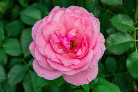 Floral garden. Light-pink Rose on green leaves background, close up. Soft selective focus.の写真素材