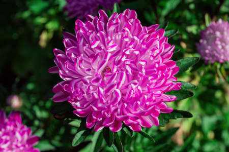 Floral garden. Pink-white flower aster on green leaves background, close up. Selective focus, soft blurry background.の写真素材