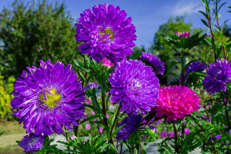Floral garden. Flowers Asters growing in garden, close up. Selective focus, soft blurry background.の写真素材