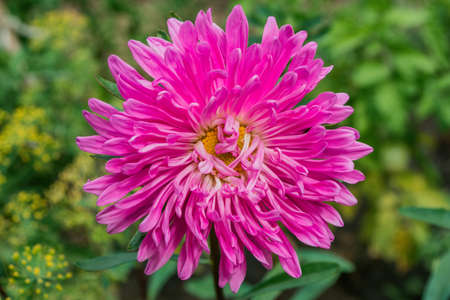 Floral garden. Pink flower aster in flower bed, close up. Selective focus, soft blurry background.の写真素材