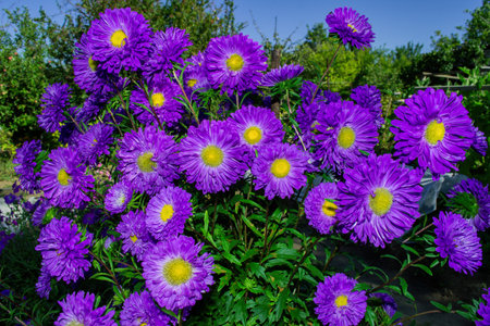 Floral garden. Purple flowers Asters close up. Selective focus, blurry soft background.の写真素材