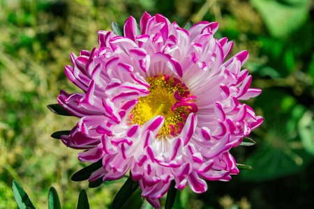 Floral garden. White-pink flower aster grown in flower bed, close up. Selective focus, soft blurry background.の写真素材