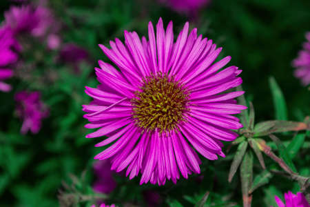 Floral garden. Lilac flower New York aster or Aster novi-belgii (Latin: Symphyotrichum novi-belgii) on green leaves background, close up. Selective focus.の写真素材