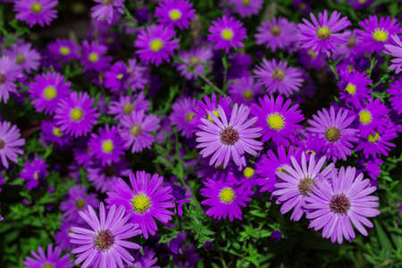 Floral garden. Purple flowers New York aster or Aster novi-belgii (Latin: Symphyotrichum novi-belgii) close up. Soft selective focus.の写真素材